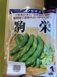 ソラマメ　240126